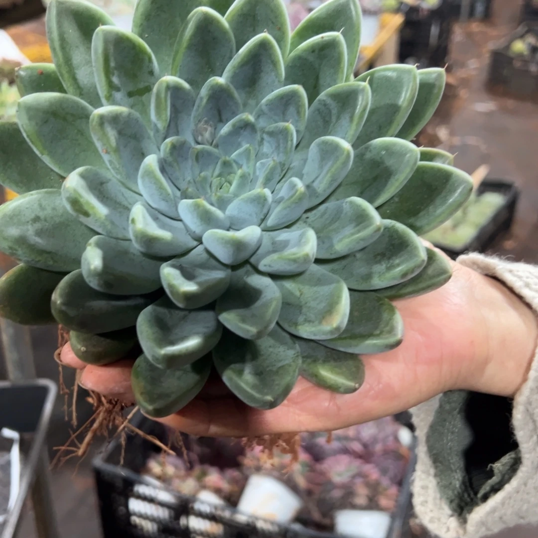 多少植物地栽玛瑙按暗纹