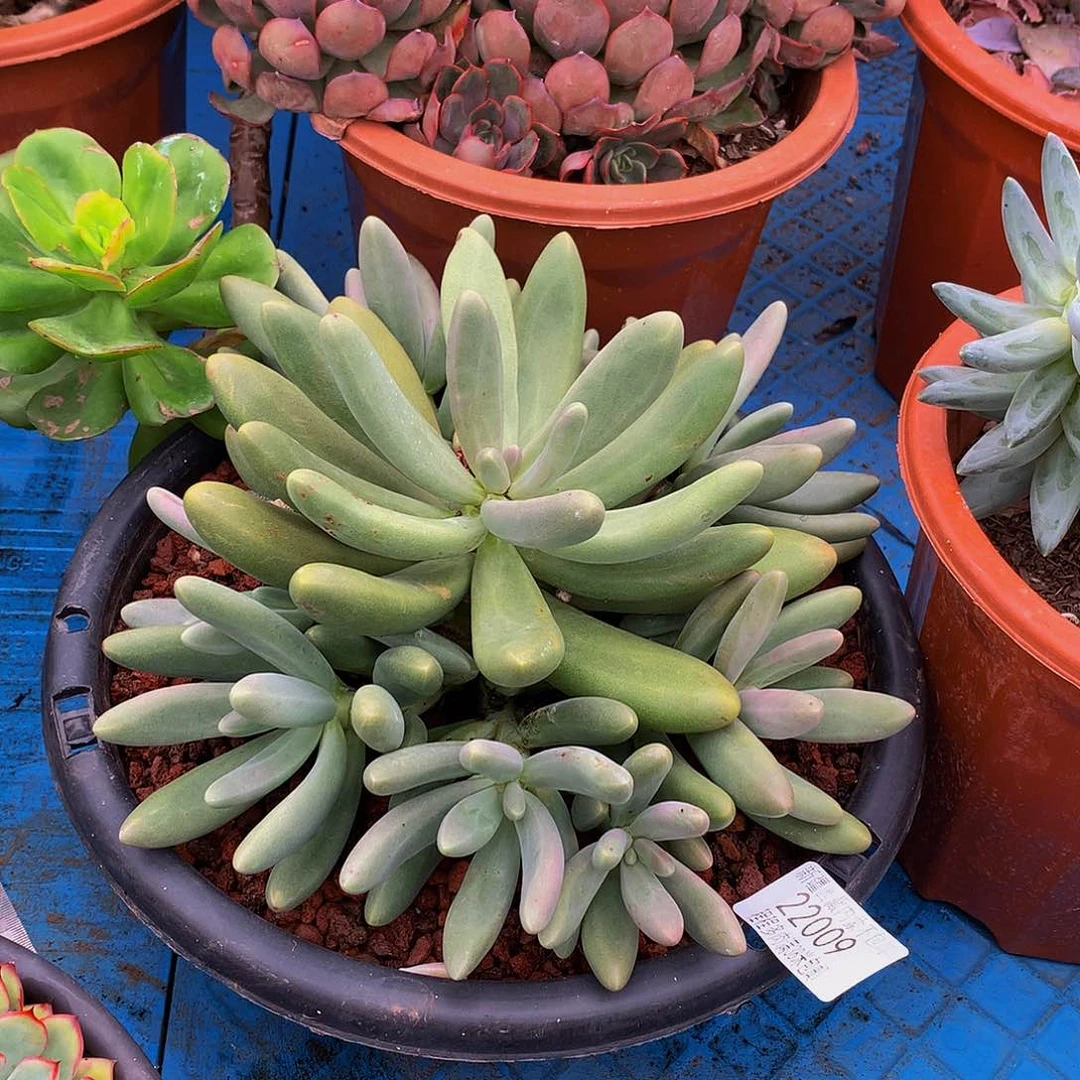 秋***和糖果美人22009多肉多肉