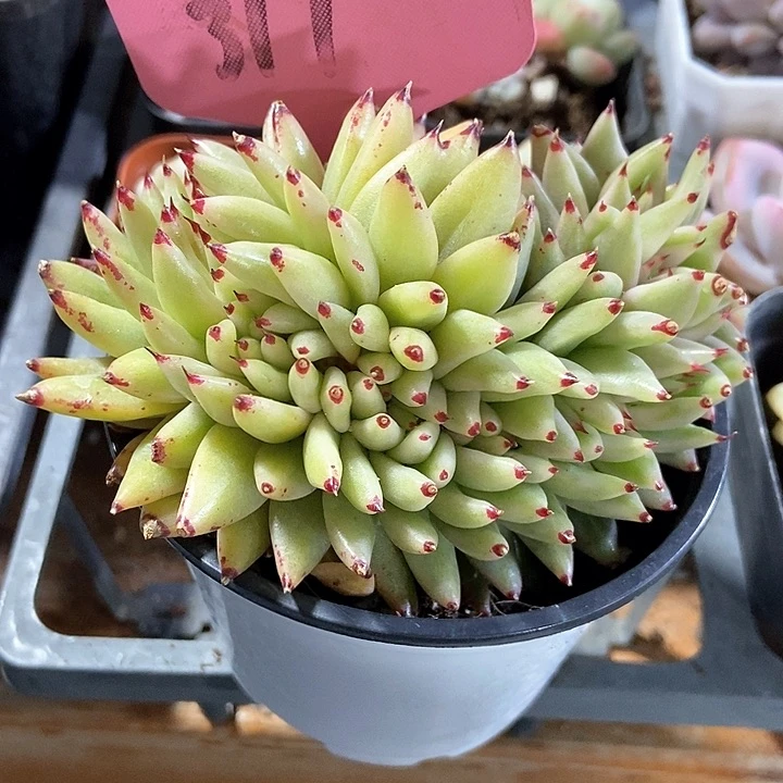 多肉植物317多肉