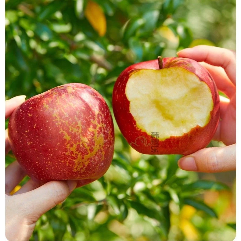 正宗云南昭通丑苹果脆甜新鲜水果燕冬萍计划