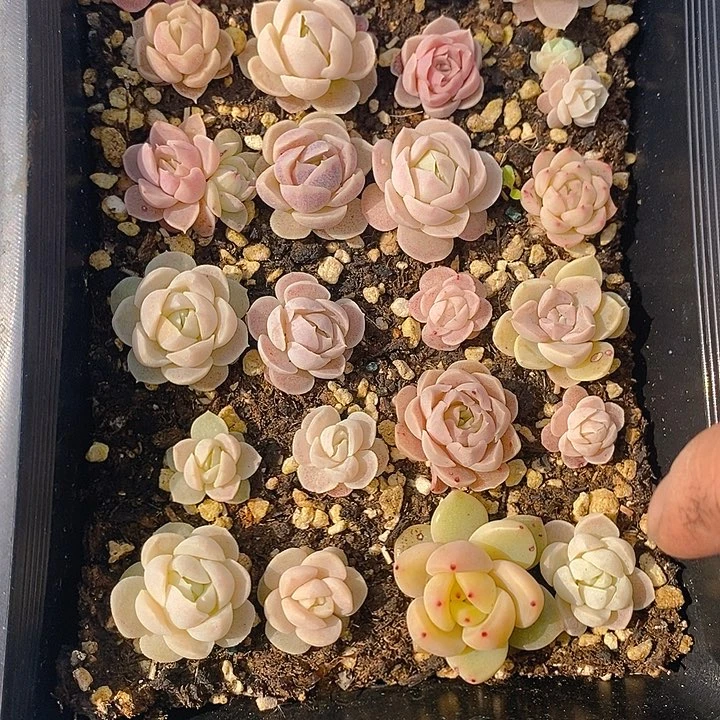 131 多肉植物盆栽花卉植物