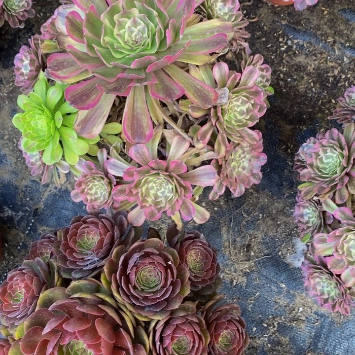 红魔加粉袋一组多肉植物