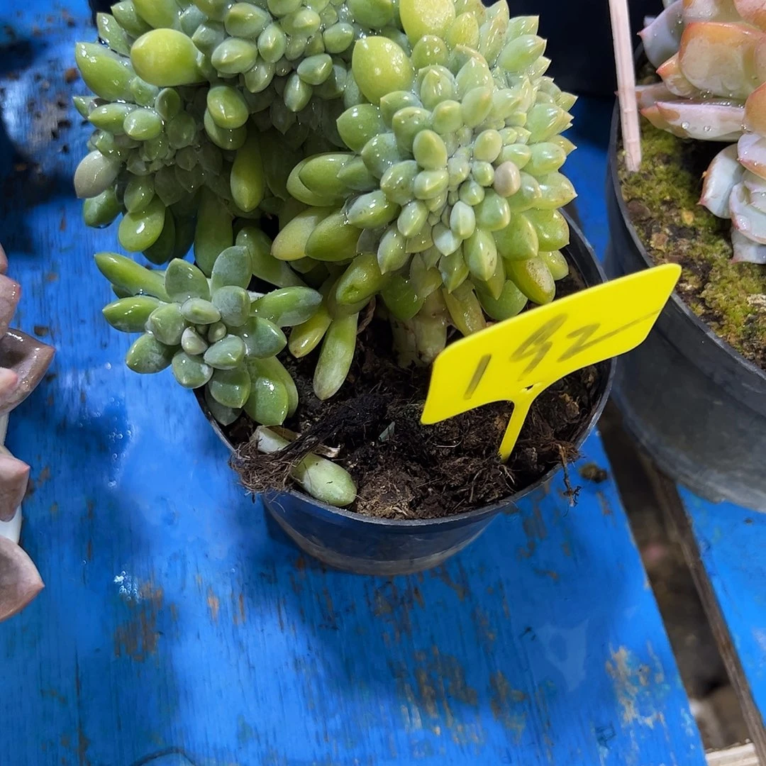 奶糖缀192号多肉植物