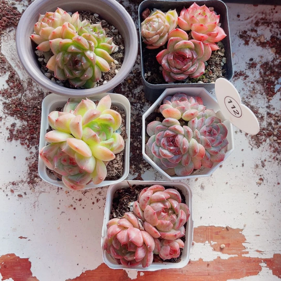 昱***语112号小老桩珍妮群