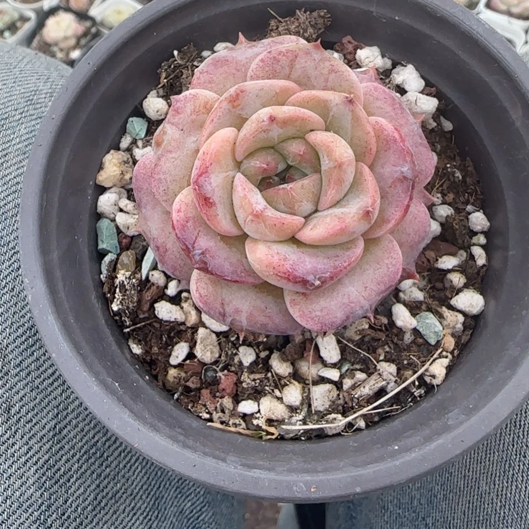 多肉小卡拉米糖心一物一拍