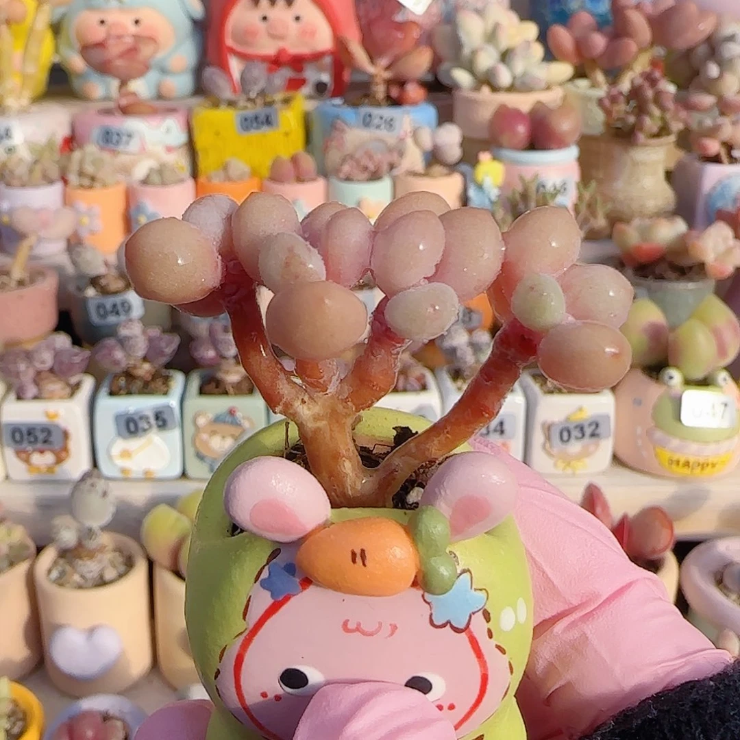 L 小树造型桃蛋 盆口2.5cm