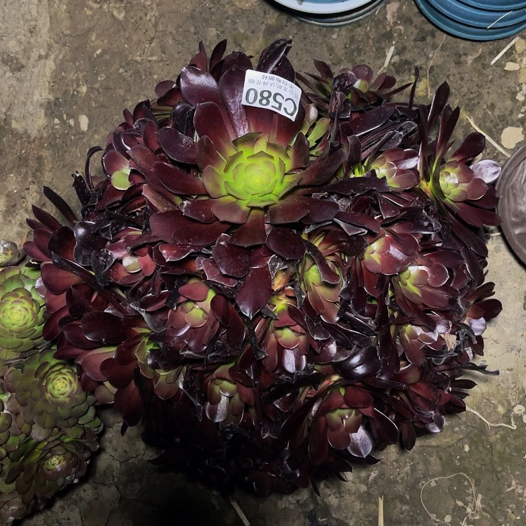 法师法师14-1包邮法师