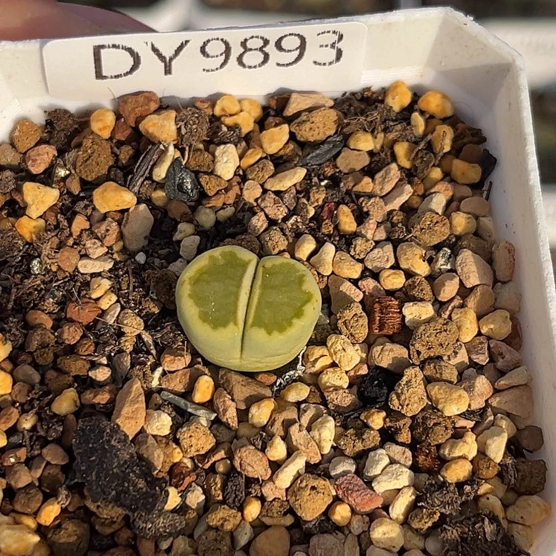 一物一拍绿菊9893