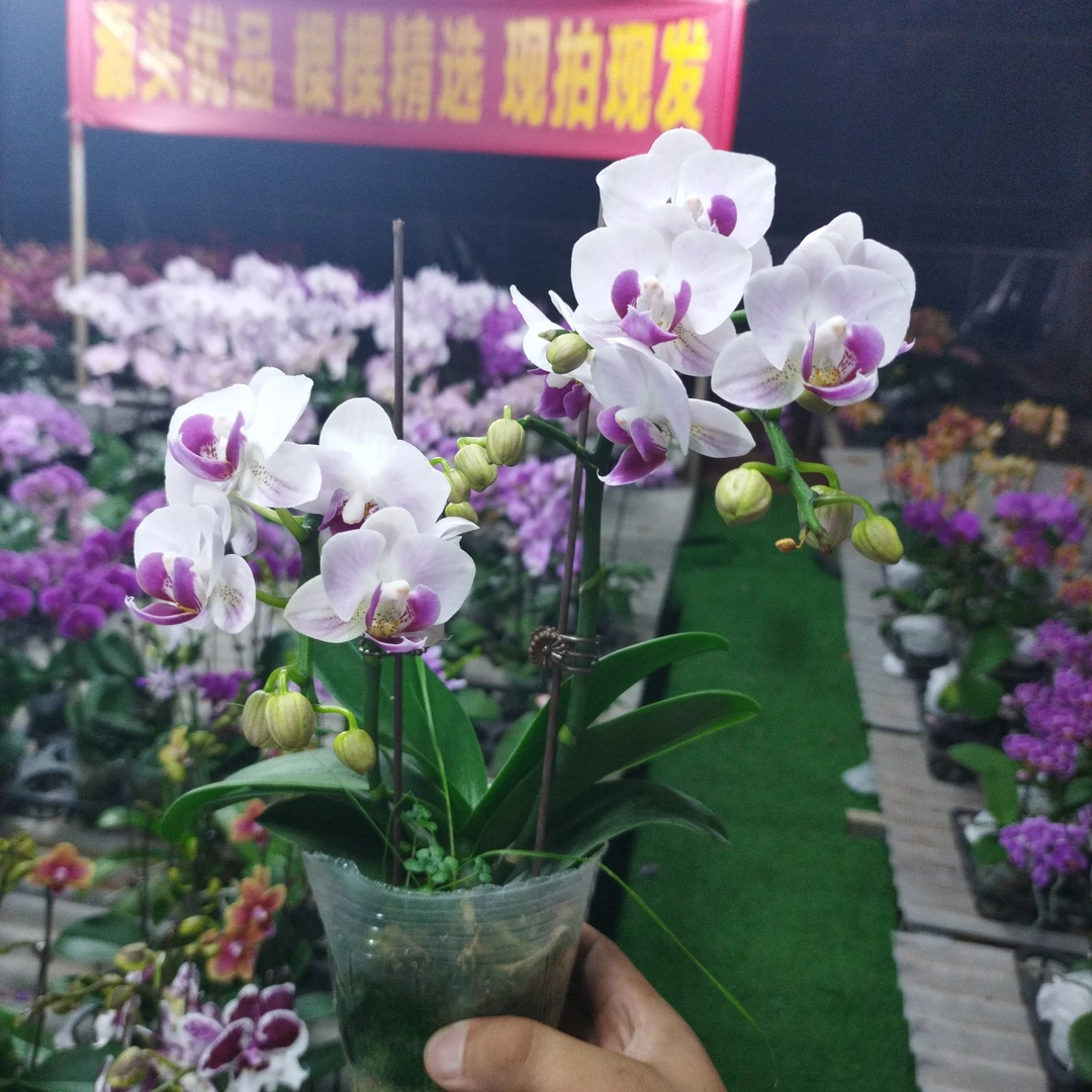 兰语甄选【小粉花】福利款3.0寸多剑小花型桌面款蝴蝶兰