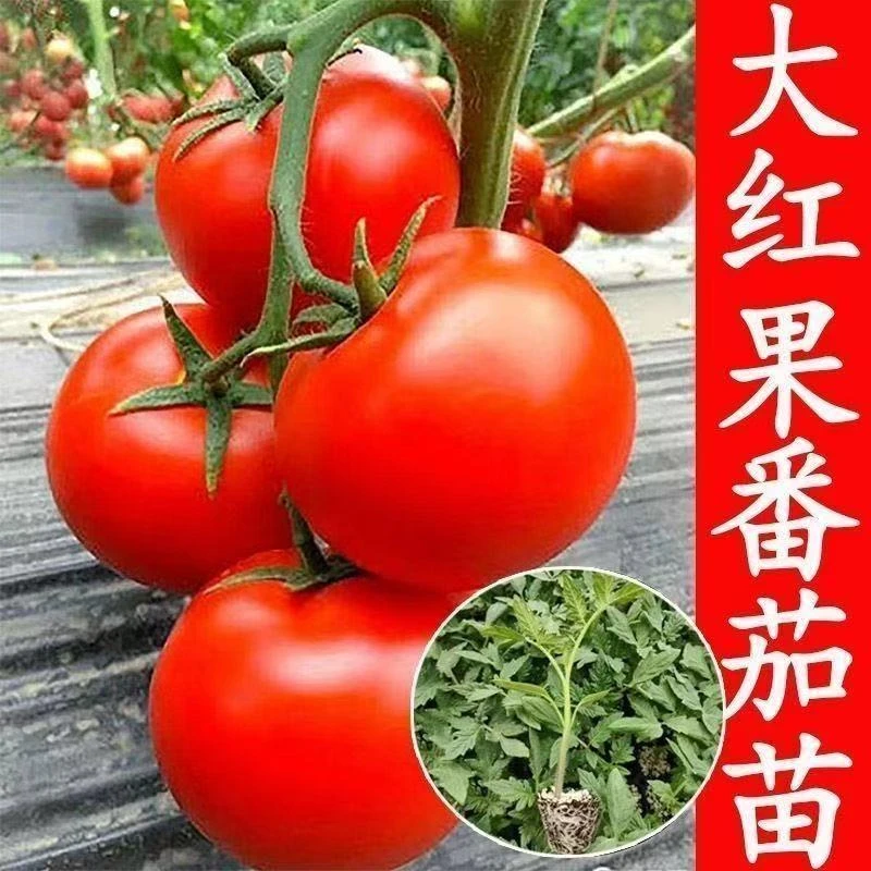 大红西红柿苗大粉番茄苗阳台盆栽种植蔬菜种苗种籽秧苗大果四季