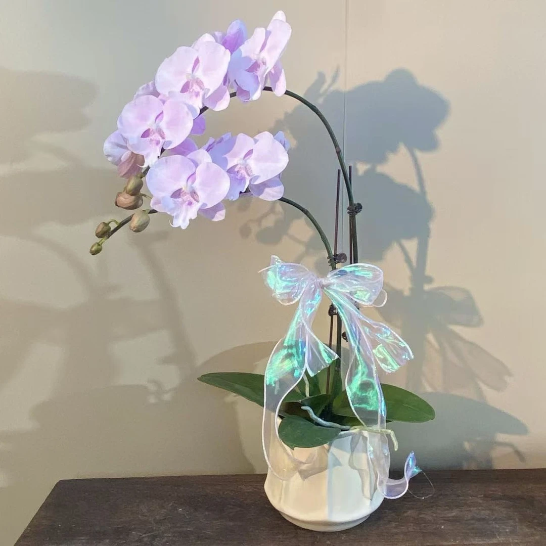 蜜雪 粉色系花花 观赏花 蝴蝶兰 真花