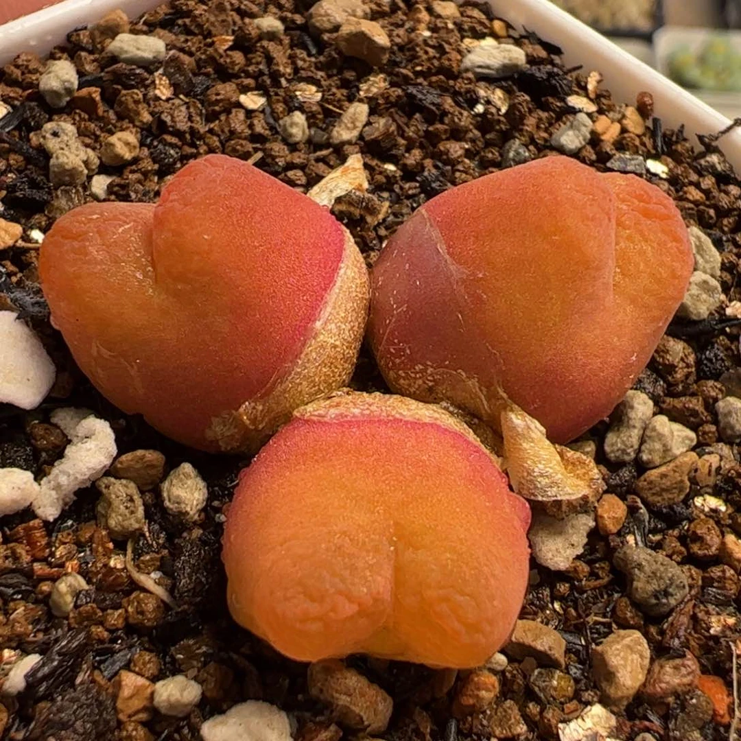 水蜜桃多肉植物百科