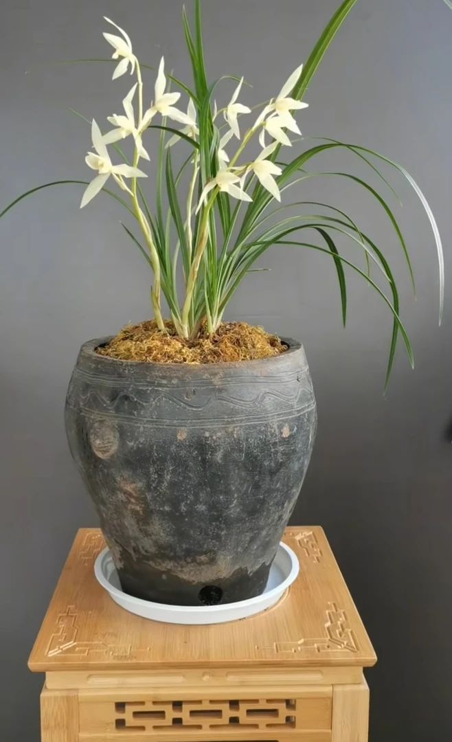 云南莲瓣兰满200包邮