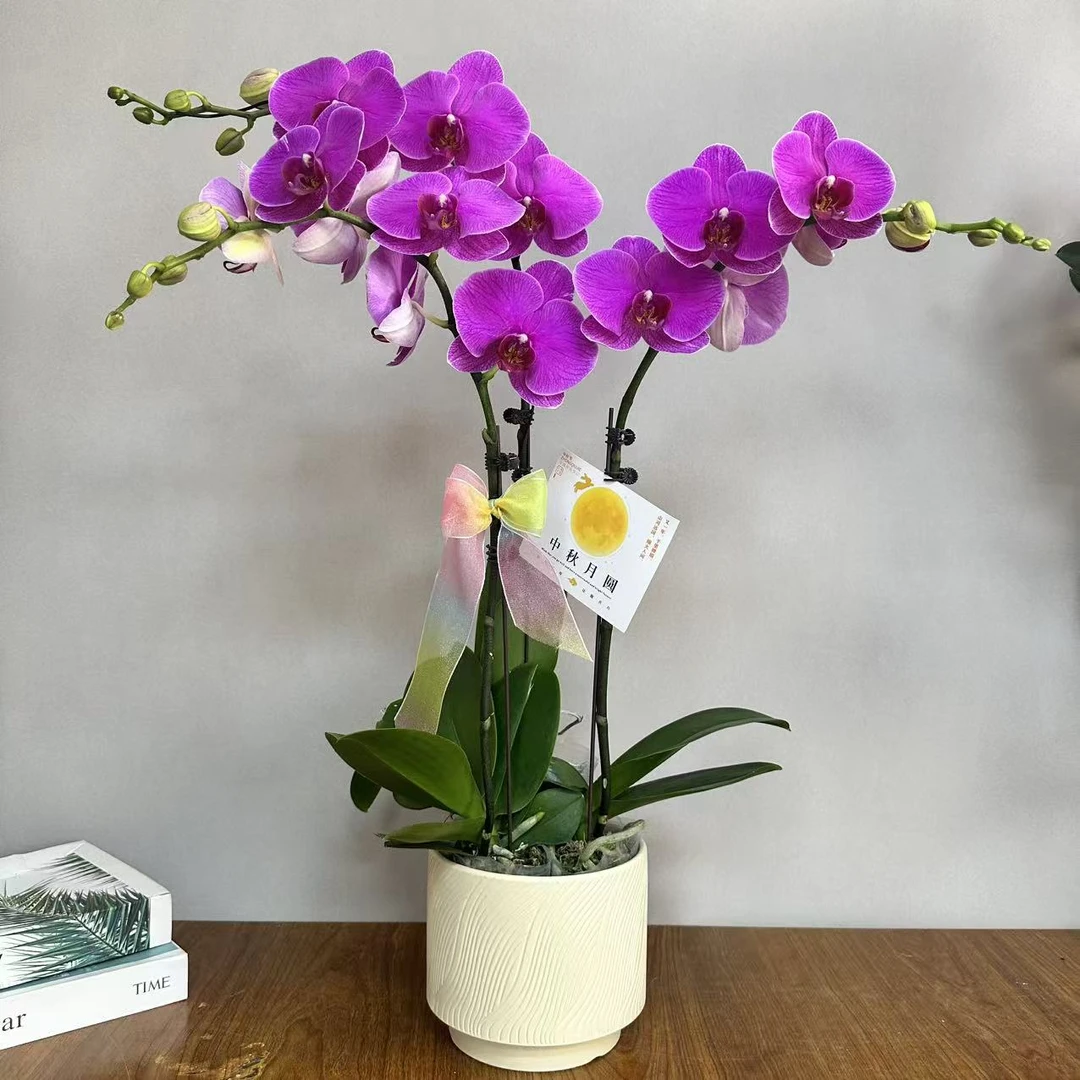 蝴蝶兰【恭喜】欧品年宵花粉色系大花蝴蝶兰鲜花室内送礼高端花卉