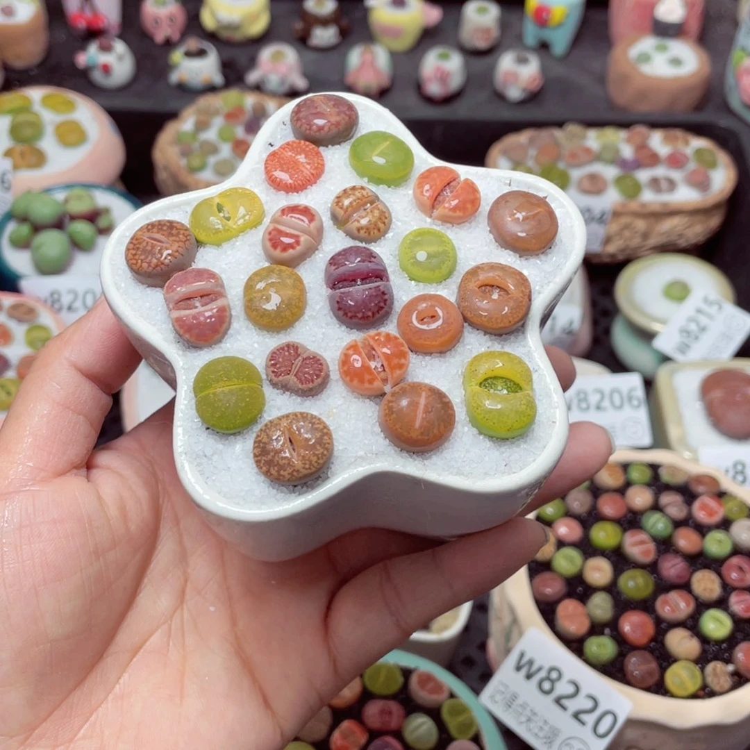 w8222 带盆土发货-零下地区拍保温箱