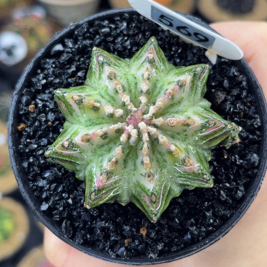 白海神 米哈仙人球