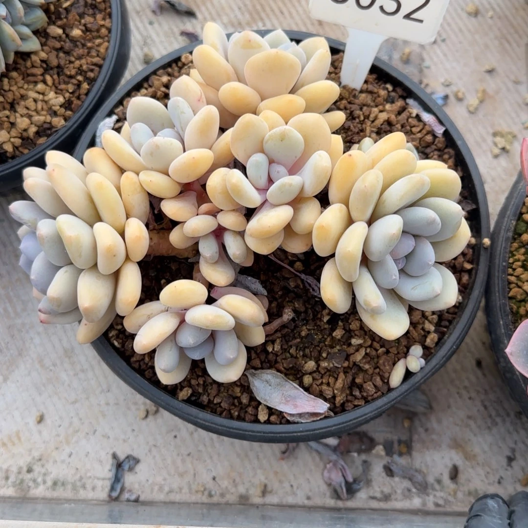 ****&3032。        三明治美人