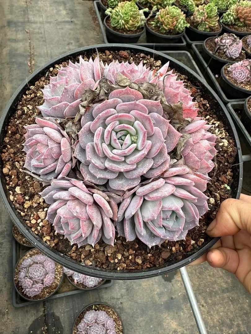 16#仙紫捧花多肉植物 前男友精品多肉 SM0025