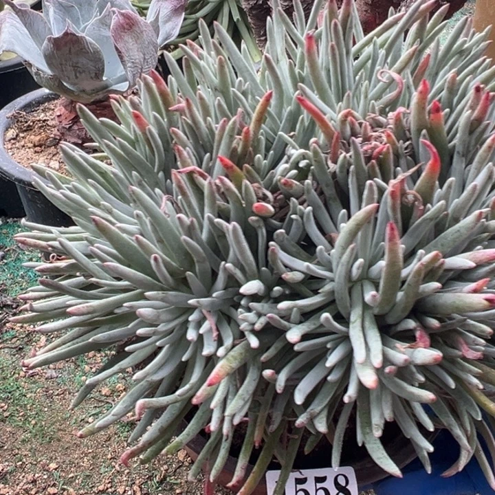 558号爱杜丽丝多肉植物