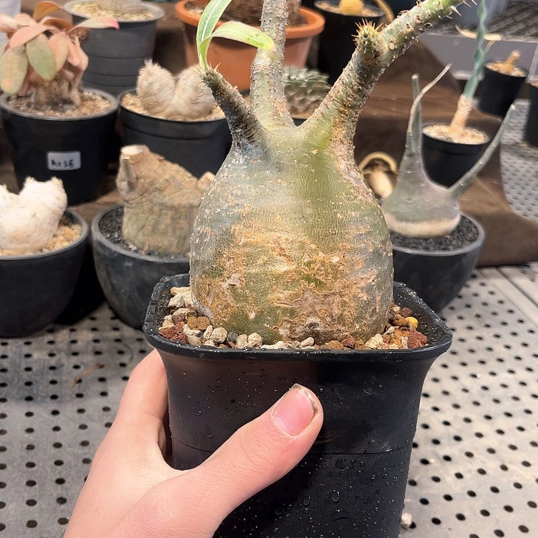 象牙宫尺寸8.4公分111111