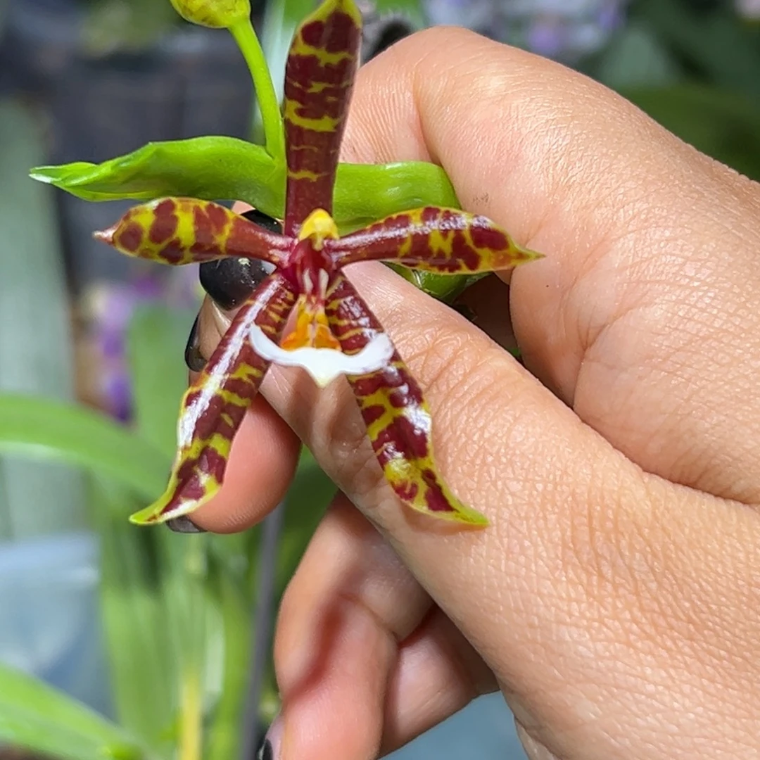 大部分花苞少量开放黑豹