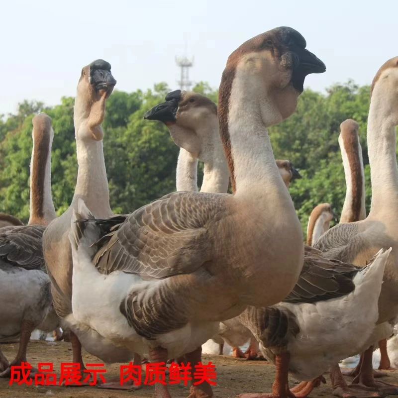 （一斤左右）狮头鹅肉质鲜美 包邮到家