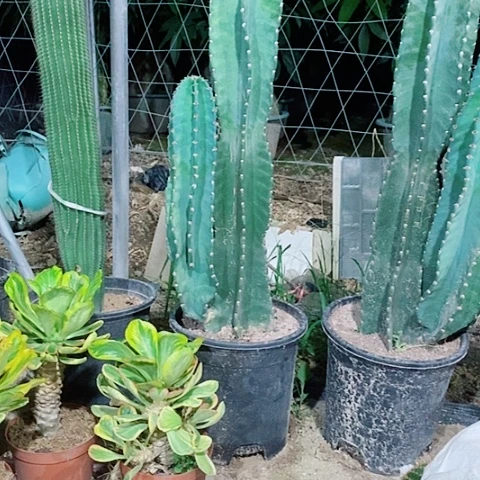 完全开放85公分左右带小崽35公分左右脱土发货