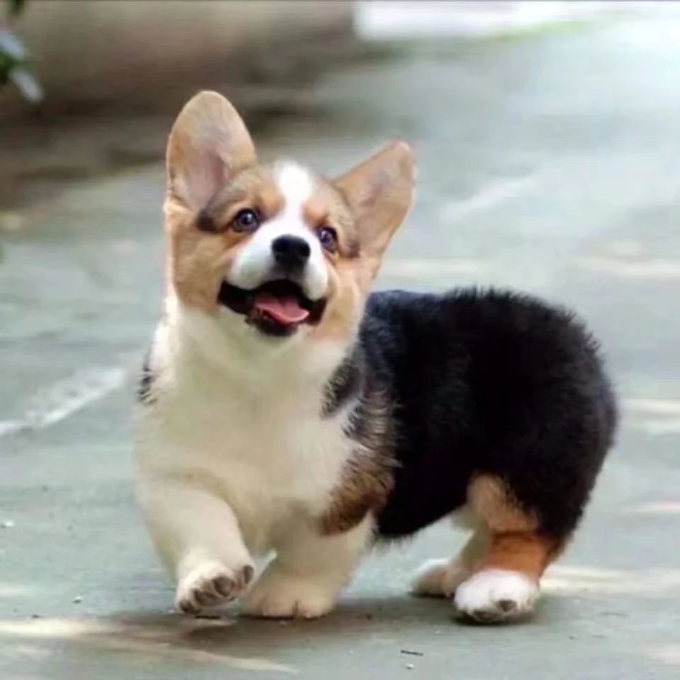 柯基幼犬威尔士宠物犬不掉毛超萌活泼小狗狗黄白花幼崽小可爱听话