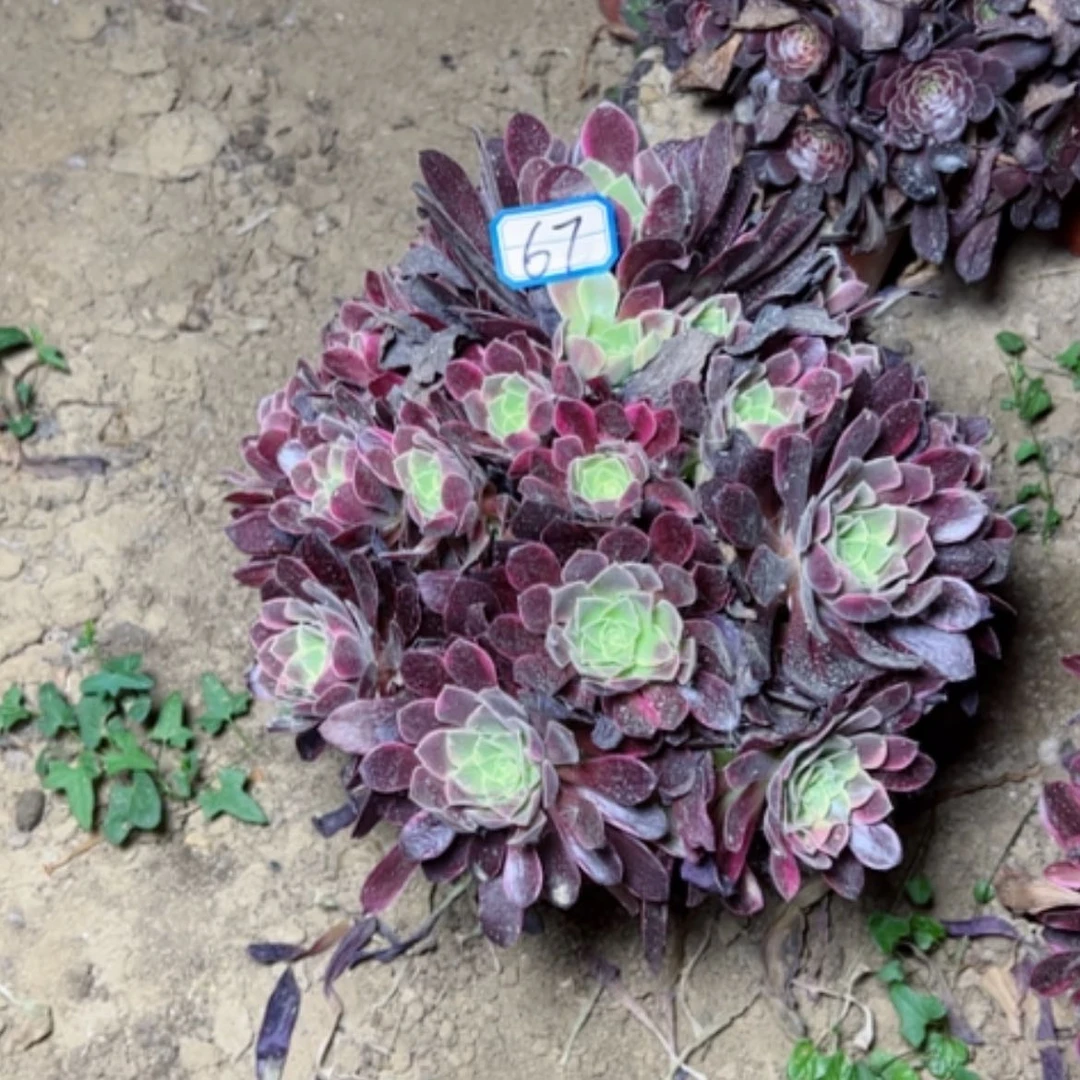 【闪购商品】多肉植物金丝67