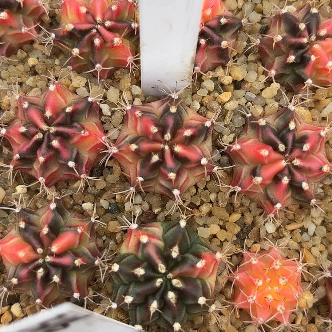 317-0618泰国发货多肉