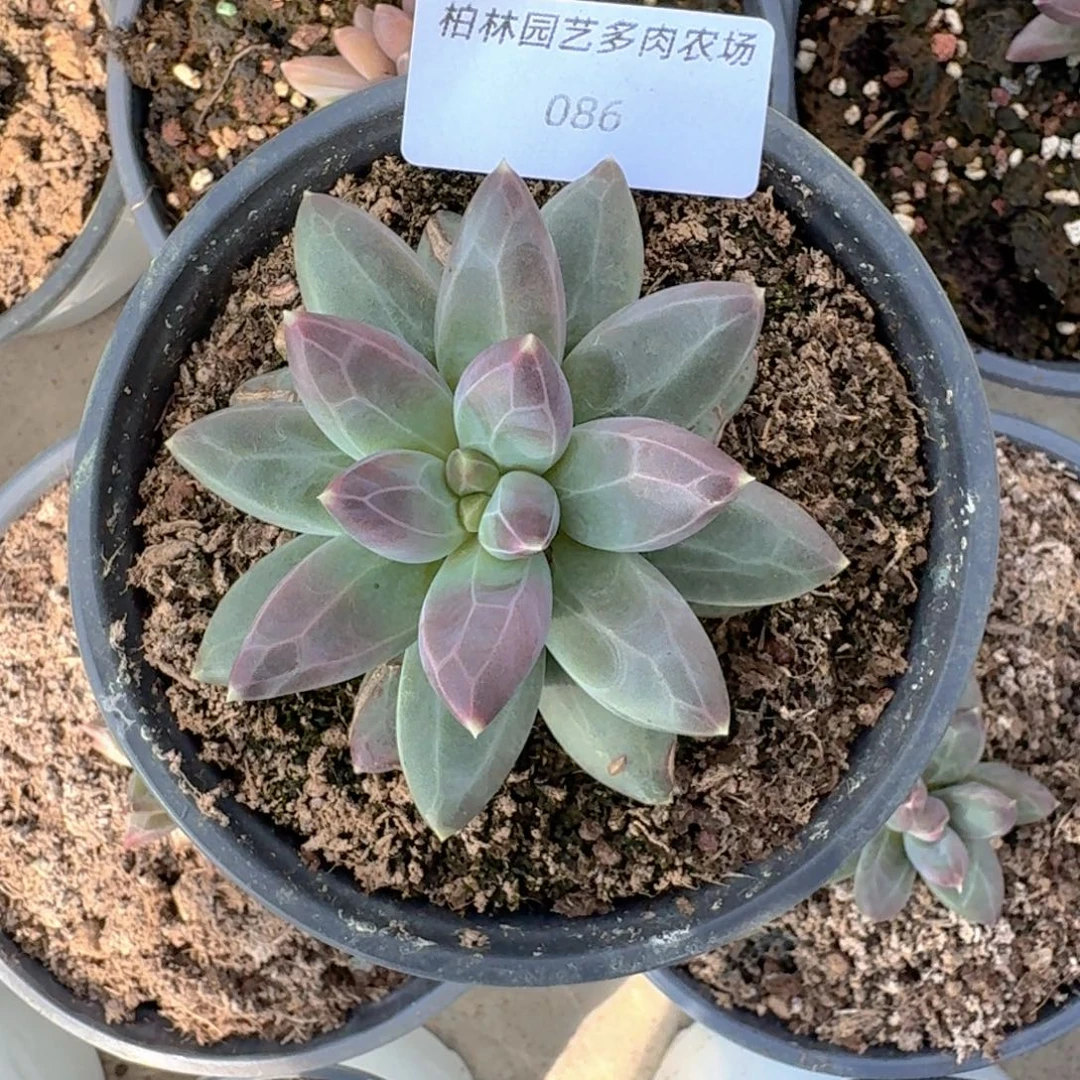 *****086 美人杂交一物一拍