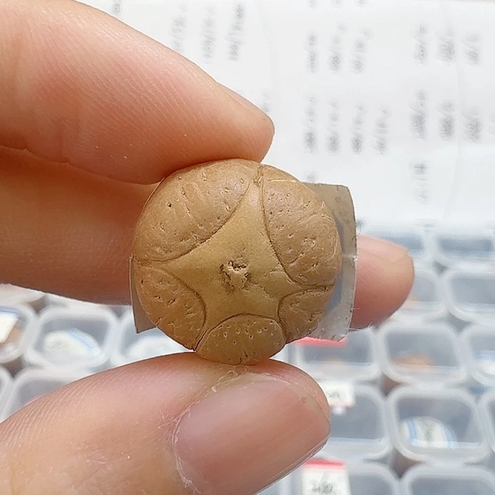 吊坠凤眼菩提17mm五星微裂85@2572