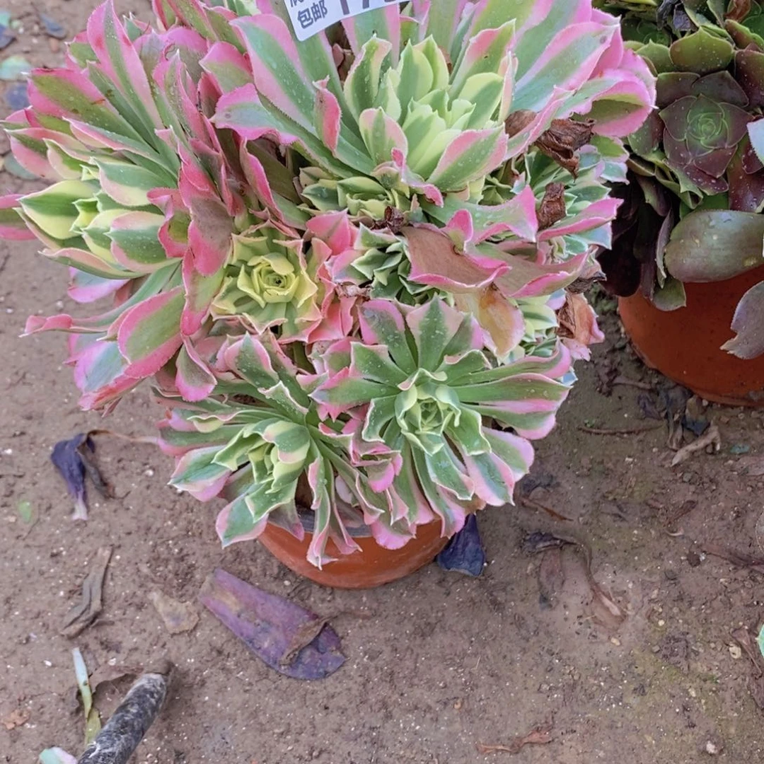 1752 号一物一拍多肉植物