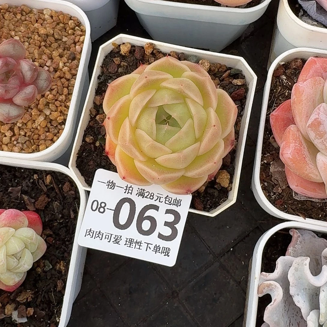 阿祖无盆土发货无无