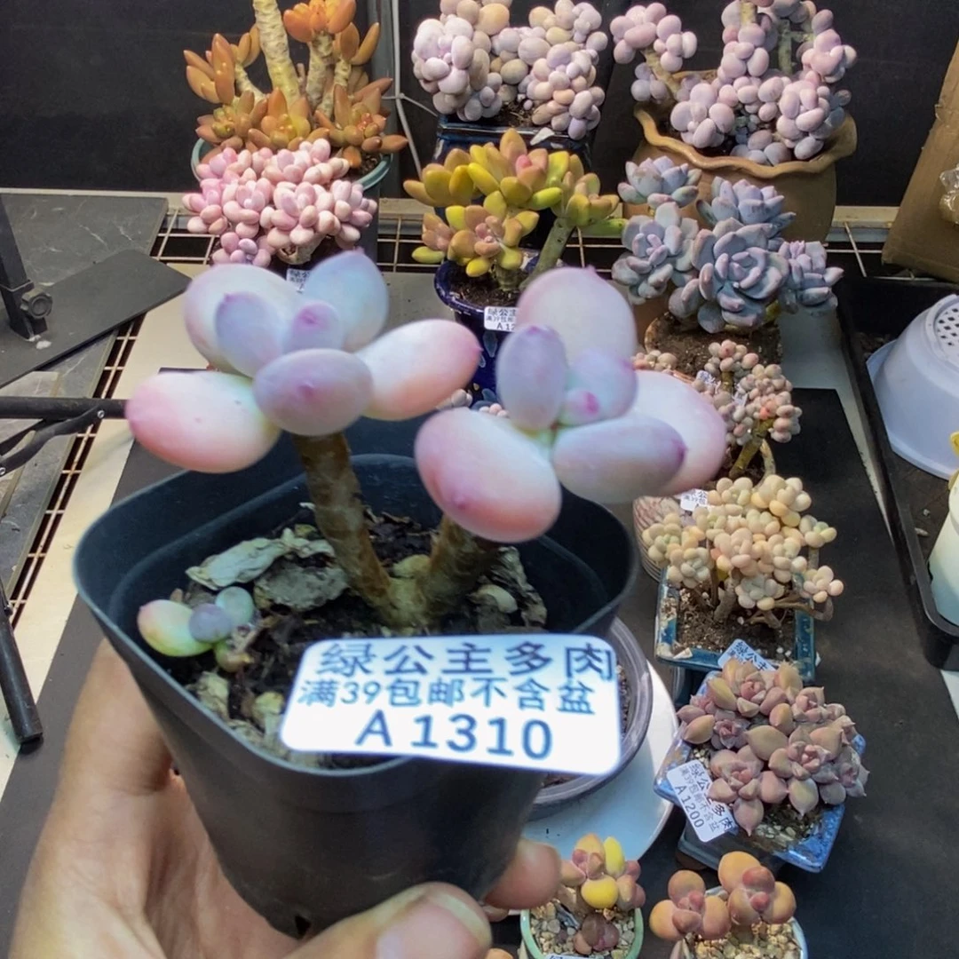 310苹果奶四代多肉4c m