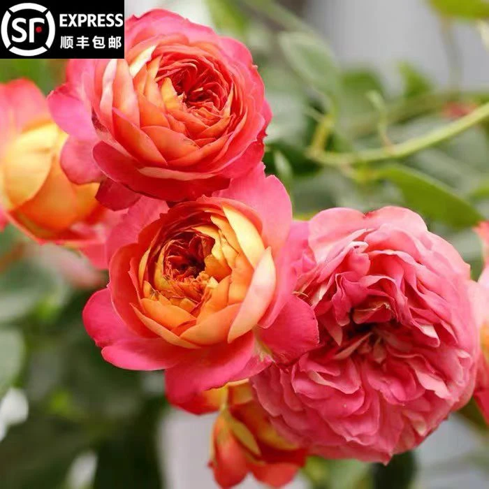 藤宝贝爬藤月季花苗四季庭院阳台爬墙蔷薇玫瑰盆栽绿植花卉