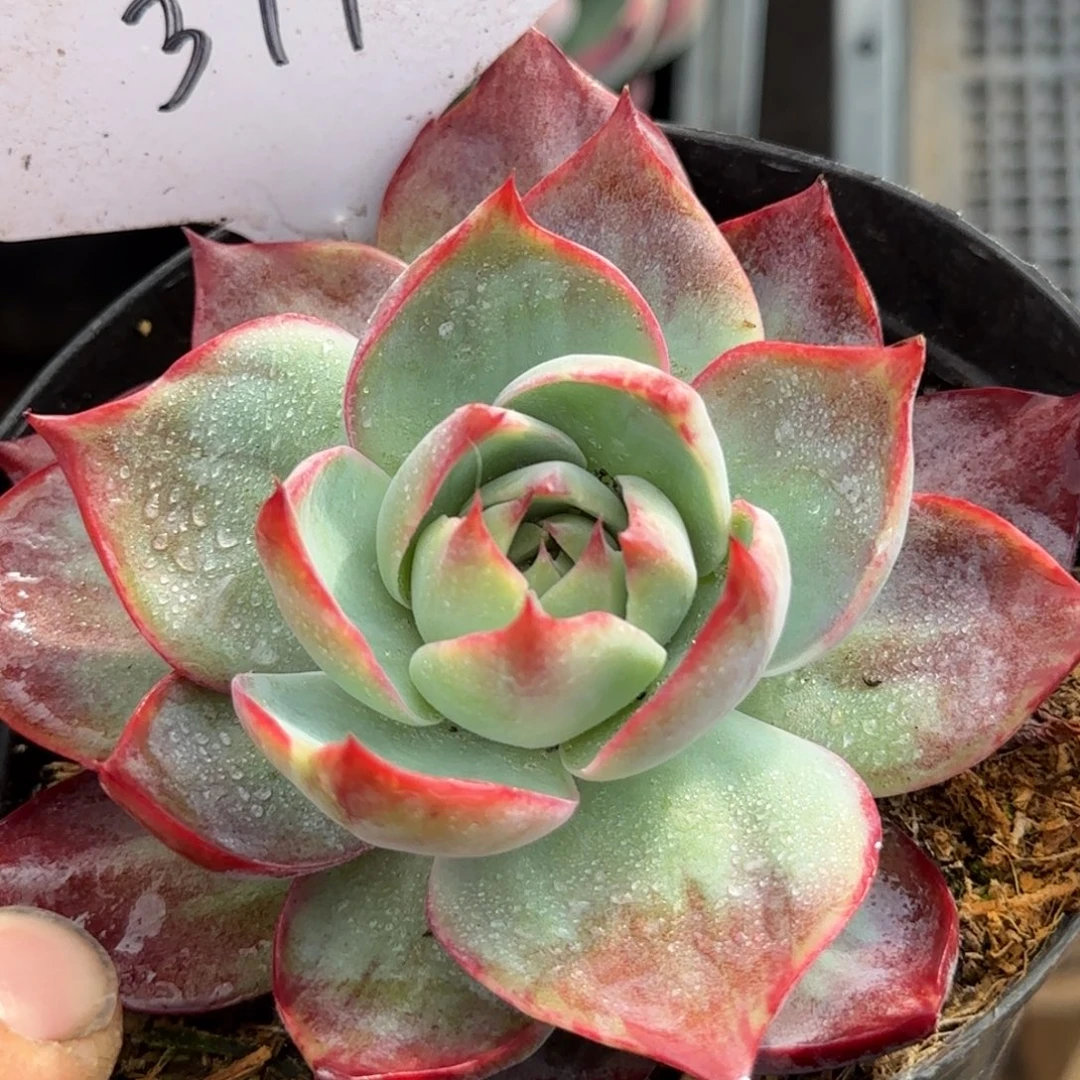 惊鸿一物一拍包装收缩花旱397