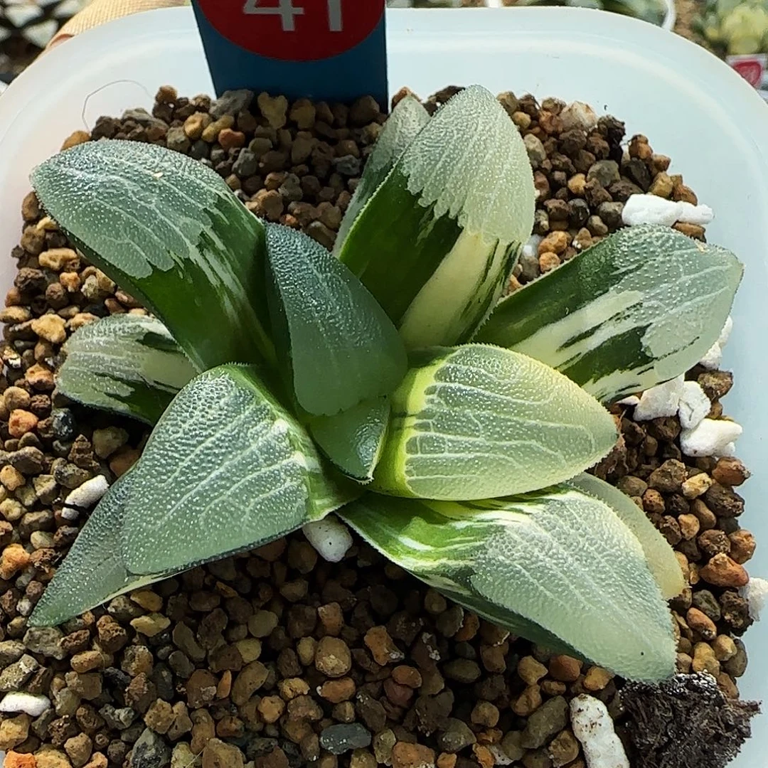 41号朱庇特克锦一物一拍带盆土