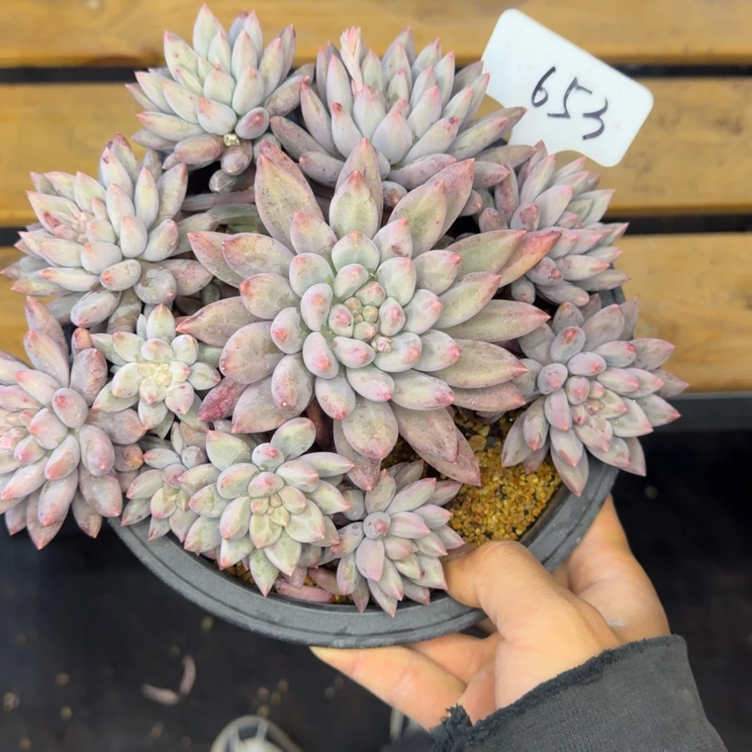 653 车厘子杂  一物一拍