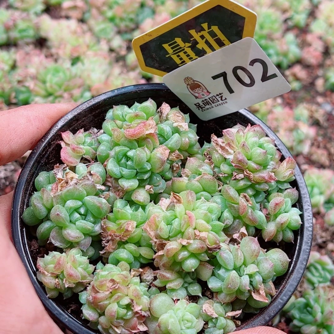 当前无花朵，栽培后可花朵