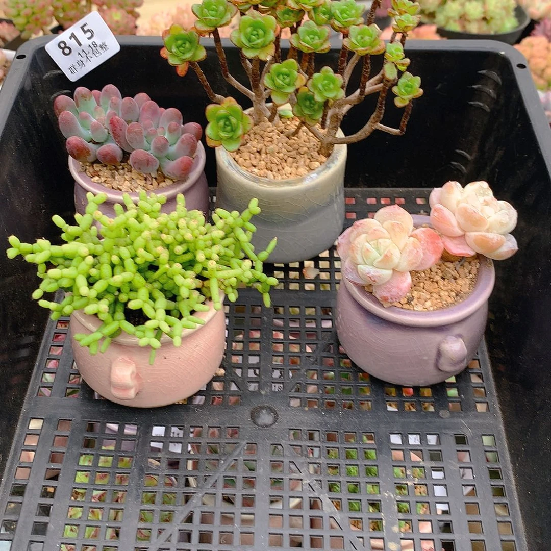 精控拇指盆11.18815