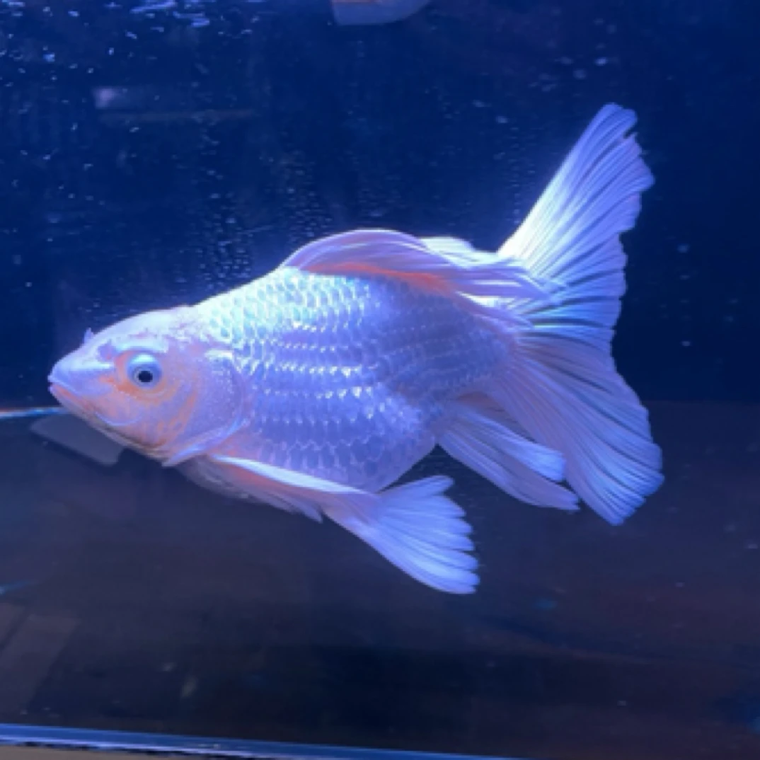 蝴蝶鲤球体，22cm左右