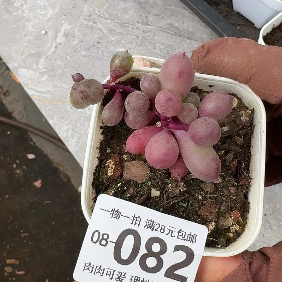 紫泡泡无盆土发货无盆土无