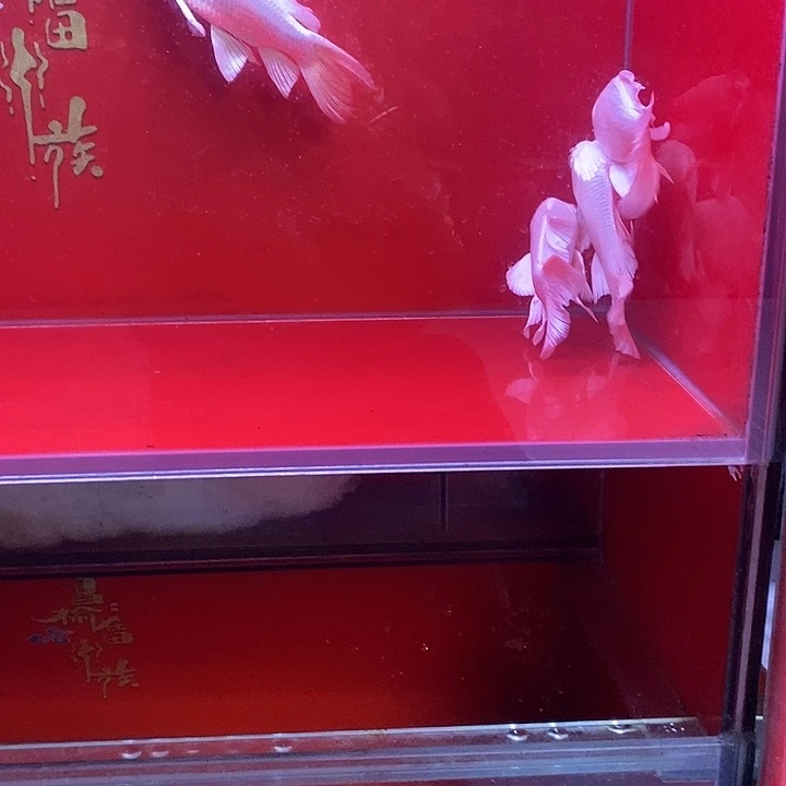 海水鱼蝴蝶鲤普身