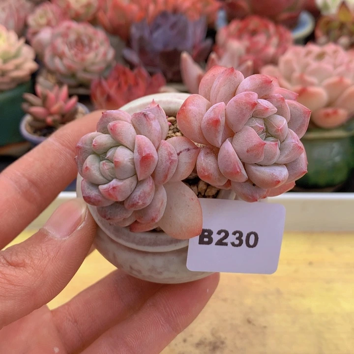 一物一拍满38包邮A230