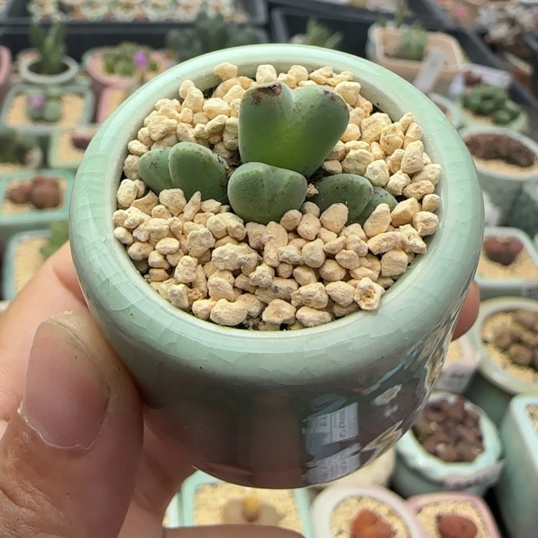 6897--一物一拍 带盆