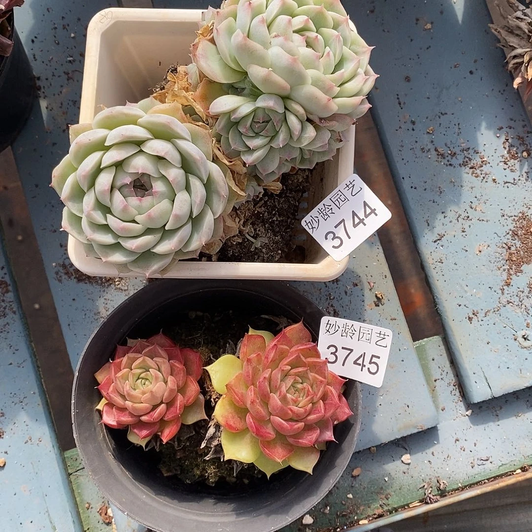 用***23744.3745.散群不售后～，8厘米