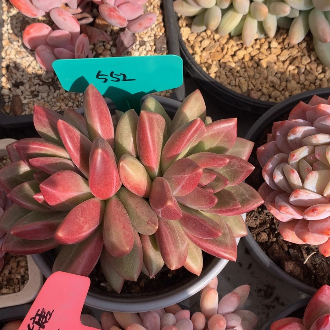 迷雾泡泡72727377273