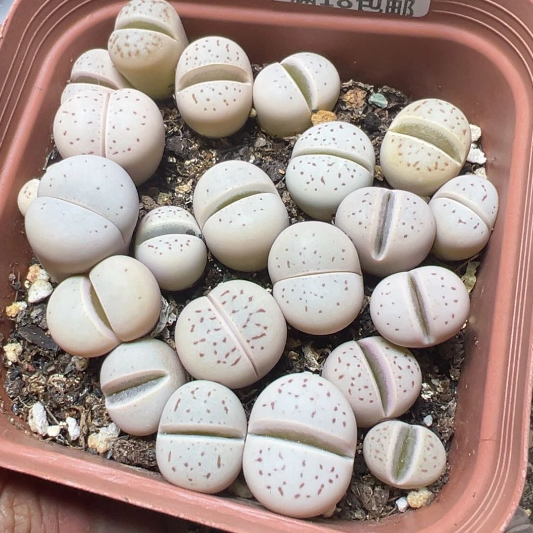 【闪购商品】 424。