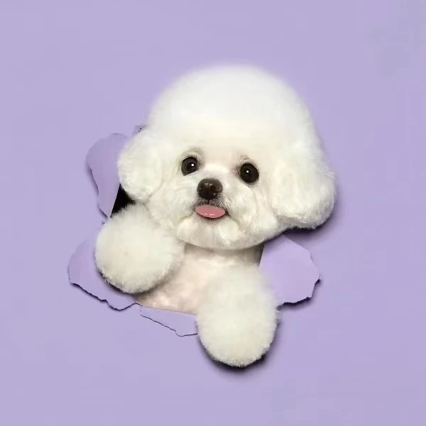 小雪爱宠狗狗专属活体狗狗链接